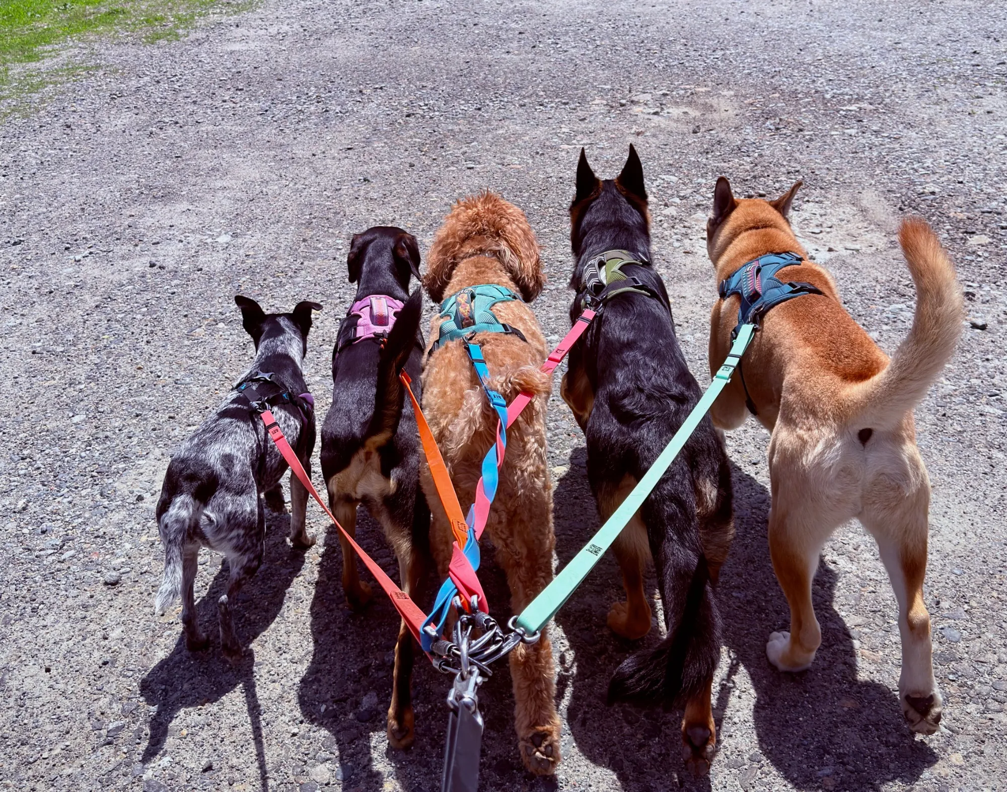 Tom leading a small group of dogs along a wooded trail